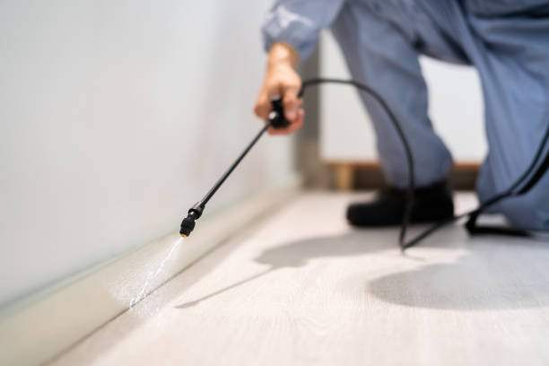 Licensed Wasp Removal service in Plymouth, OH - Show Me Pest Control